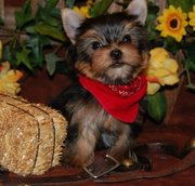 lovely teacup yorkshire terrier puppies for sale.