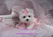 WHITE SUCCULENT MALE AND FEMALE TEAUCP MALTESE PUPPIES NOW AVAILABLE